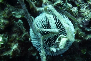  buceo en barco en Alghero